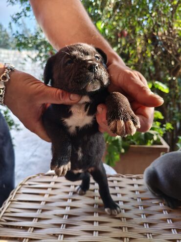 İtlər: 1 ay, Peyvəndli, Rayonlara çatdırılma, Ünvandan götürmə, Pulsuz çatdırılma — 3