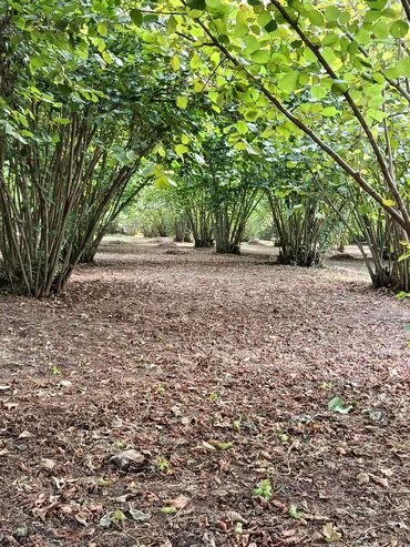 Ağaclar: Salam bağ Qəbələ rayon Nic qəsəbəsində dir bağ 67 sotdan ibarətdir 170 — 6