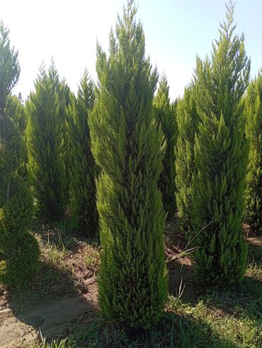 Ağaclar: Her növ ağaclar ve dekarativ ağaclar çox ucuz ve qarantili gubresiz — 10