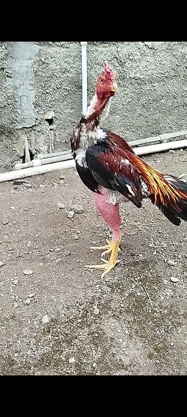 boğaz keçi: Heyratı meydanı var döyüşkən qəlibli xoruz Rəng: qarışıq – qara — 1