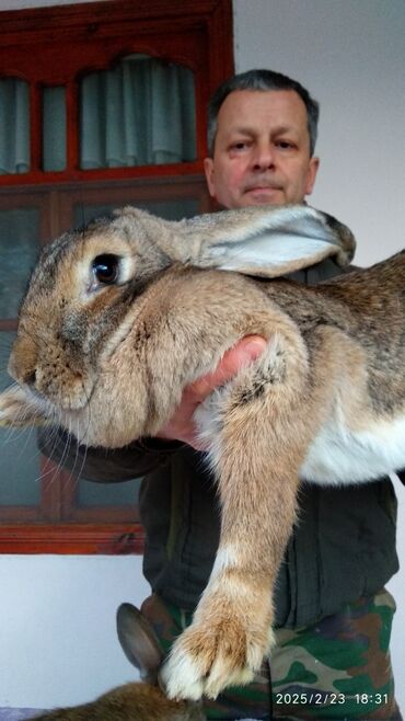 Dovşanlar: Flandr cinsli damazlıq dovşan balaları satılır. Ətlik cinsidir. Təmiz -da lalafo.az — 4 Dovşanlar: Flandr cinsli damazlıq dovşan balaları satılır. Ətlik cinsidir. Təmiz — 4