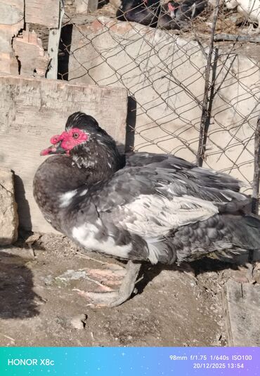 Ördəklər: Erkək, | Lal ördək, Ətlik, Ünvandan götürmə — 9