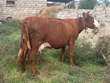 sudduk inəklər: Inek satılır. Hazırda 16-17 litr süd verir. 2 aydı bəhərin alib. Real