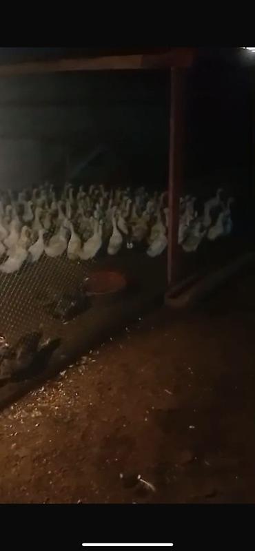 jersey cinsi: Pekin ordekler satilir 244 eded var 12.50 qepiye satilir denesi unvan — 2