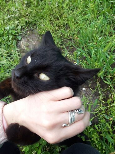 каракол кошки: Черная как ночь. В добрые руки. Кошка девочка, 3 года. Стерелизована