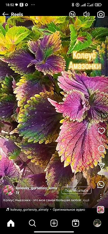 суу химия: Коллекция декоративных колеусов (Coleus) — яркие сортовые растения для — 2