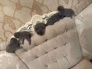 Pişiklər: Britan yastı qulaq, Dişi, Erkək, Yaxşı əllərə, Ödənişli çatdırılma, Ünvandan götürmə — 3