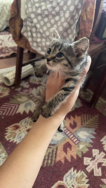 Котёнок тигрового окраса Очень ласковый и игривый станет отличным