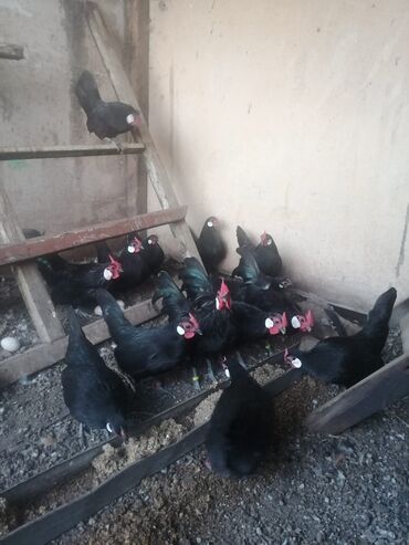 Куры, петухи: Продаю | Куры, Петух — 29