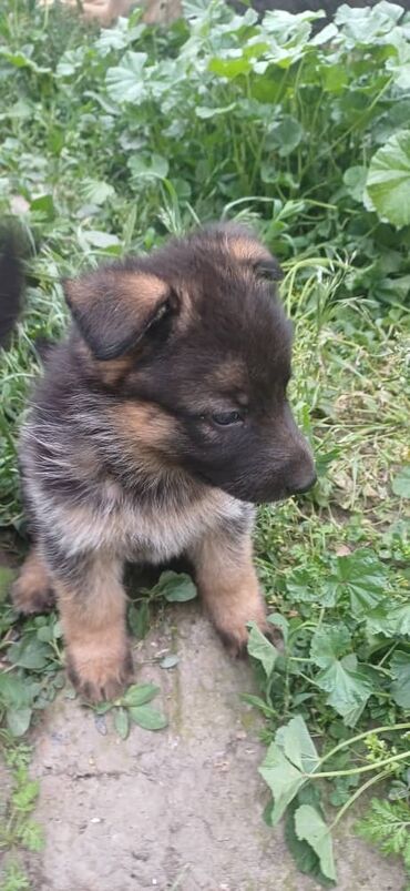 Продажа собак: Овчарка, 1 месяц, Самец