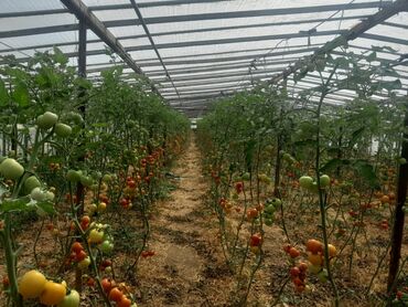 baş zəyzid torpaq: 32 sot, Kənd təsərrüfatı, Barter mümkündür, Kupça (Çıxarış)