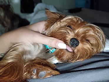 Psi: Jorkšir terijer – štenci iz kućnog legla majka ima kilo i po otac 980 — 21