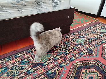 Ковры и паласы: Ковер Полиэстер — 10