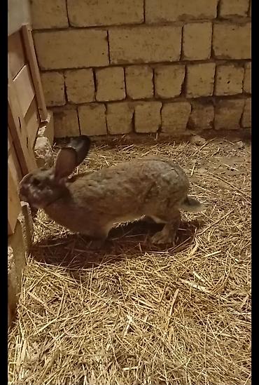 quzu qiyməti: Salam təmiz qan ətlik Flandr (Flemish Giant) yenidən doğuş olub — 4
