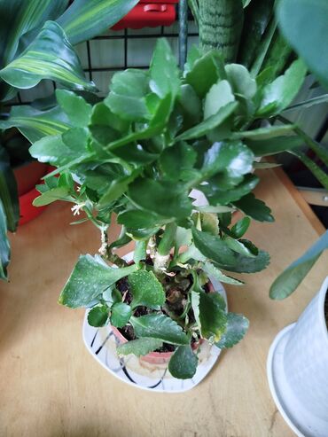 Другие комнатные растения: Другие комнатные растения — 14