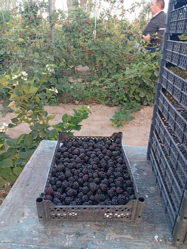 Другие комнатные растения: Саженцы Ежевика безшипная — саженцы с открытой корневой системой сорт — 10