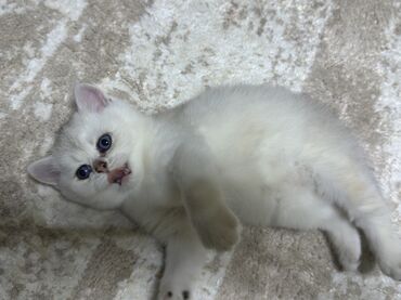 Pişiklər: Şinşilla, Erkək, Yaxşı əllərə, Ünvandan götürmə — 5