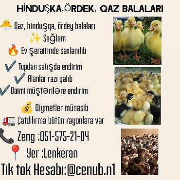 hinduşka qiyməti: Hinduşka, ördək və qaz balaları - Sağlam balalar - Ev şəraitində — 1