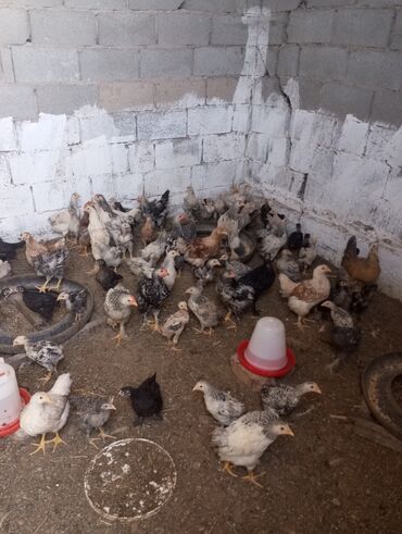 цена курицы живой: Продаю | Цыплята | Домашняя | Для разведения, Несушки