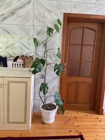 Bitki dərmanları: Monstera.
2 metr boyu var.
Ev və iş yerləri üçün