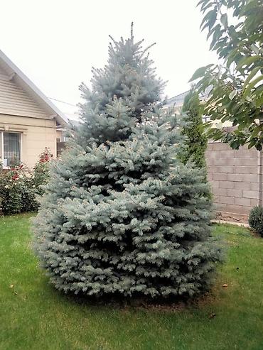 Ель голубая (еловая ель колючая, Picea pungens ‘Glauca’) для