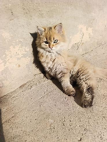 шотландская котята: Скотиш Страйт (Шотландская прямоухая), 4 месяца, Мальчик, Золотая шиншилла, Приучена к лотку, Проглистована — 4