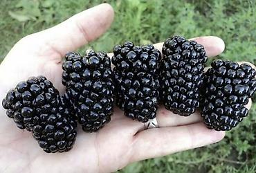 Ежевика: Ежевика — 8