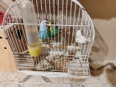 Qəfəslər: Bina evinə köçməyimlə bağlı olaraq papuqay ferması satılır. Cavan — 5