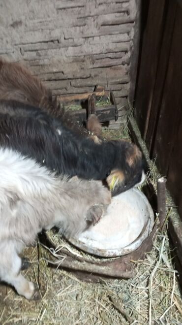 Коровы, быки: Продаю | Тёлка | На откорм — 8