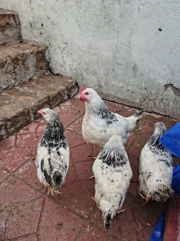 Toyuqlar: Toyuq, Adler, Ətlik — 11