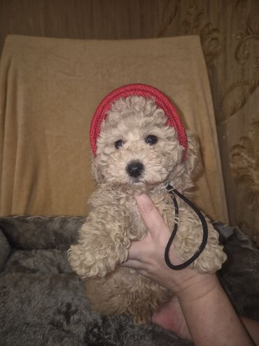 İtlər: Pudel, 2 ay, Erkek, Peyvəndli — 8