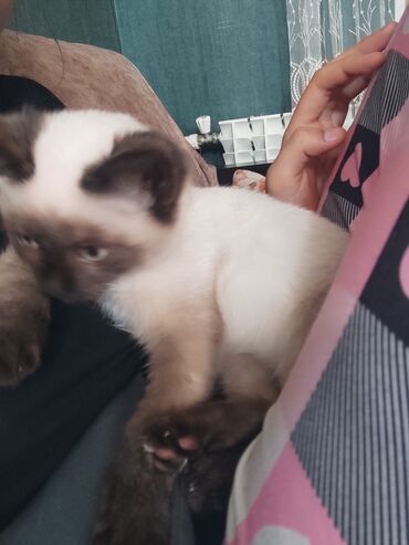 Pişiklər: Siam, Erkək — 7