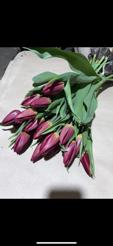 Цветы и букеты: Тюльпаны оптом. - Срезанные тюльпаны в упаковке, готовые к — 5