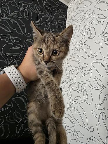 кошка домашняя: Котята.только в добрые руки!Не игрушка для ребёнка!Кара-Балта - — 3