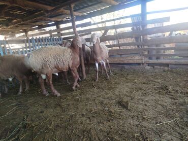 чипы для животных: Сатам | Кочкор (эркек) | Арашан | Көбөйтүү үчүн