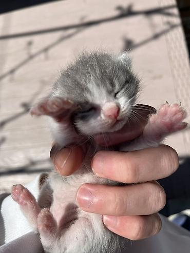 Pişiklər: Şotland, Erkək, Dişi, Yaxşı əllərə, Ünvandan götürmə — 10