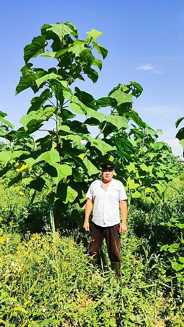 Другие виды семян и саженцев: ПАВЛОВНИЯ КОЧОТТОРУ САТЫЛАТ СОРТТОРУ: -ФТЭ - ШАНГТОНГ - ПАОТОНГ Z 07 — 6