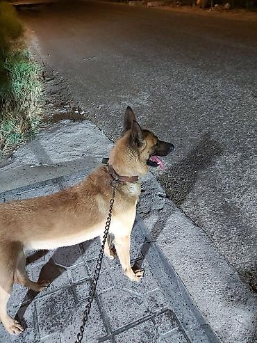 Belçika çoban iti, 2 il