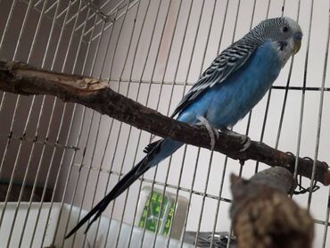 куплю клетку для попугая: Продаю попугая волнистикалюбит когда с ним разговаривают поёт