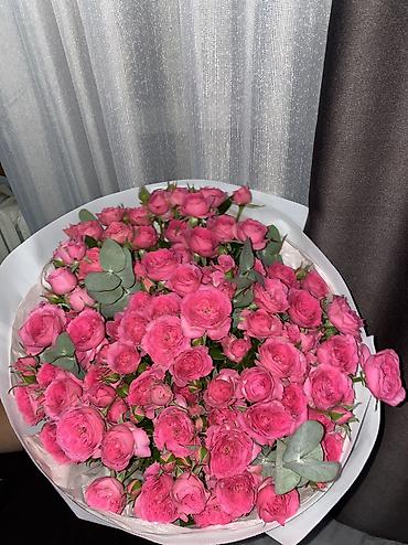 отдам даром комнатные цветы: 3000сом — 3