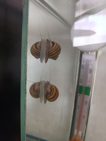 Аквариумы: Аквариумные улитки «Спикси“» - Вид: пресноводные улитки спикси с — 7