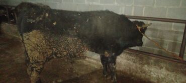 Коровы, быки: Продаю | Бык (самец) | Алатауская | На откорм, Для разведения — 6