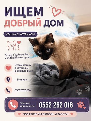 вязка коты: Отдам даром кошку — 1