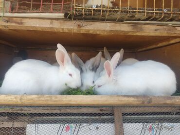 heyvan satışı: Salam dovşanlar satılır 5ədəddir.1 ədədi.15azn.ünvan azadlıq metro