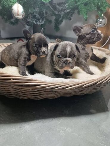 Psi: Francuski buldog štenci egzotičnih boja veseli umiljati, stručno — 9