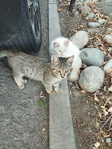 кошка белый: Котята красивые нуждаётся в доме, все из одного помёта. Окрасы — 3