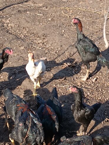Куры, петухи: Продаю | Петух | Бойцовая, Дакан | На забой, Для разведения, Несушки — 4