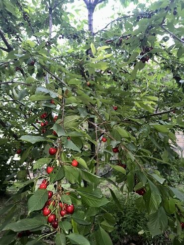 Torpaq sahələrinin satışı: Kənd təsərrüfatı, Kupça (Çıxarış) — 16