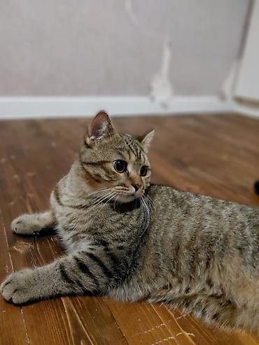 anqor pişik: Tabbi, Erkək, Yaxşı əllərə, Ünvandan götürmə — 4