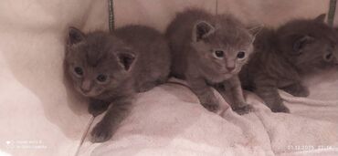 Pişiklər: Britan, Erkək, Dişi — 9